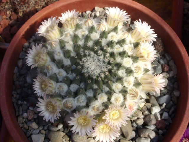 Mammillaria sempervivi 