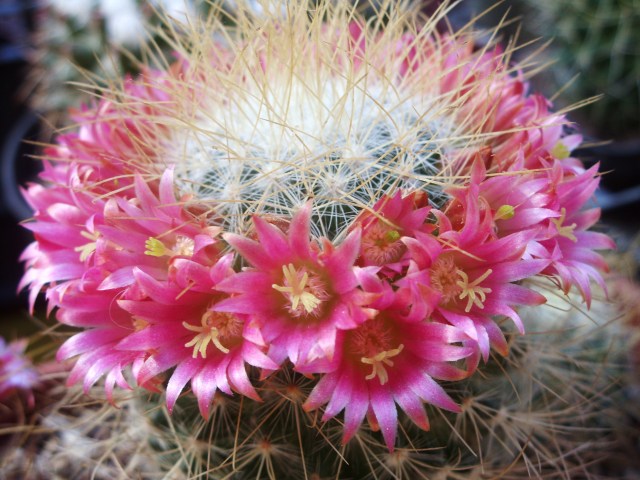 Mammillaria rekoi ssp. leptacantha 