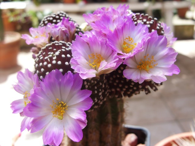 Mammillaria luethyi 