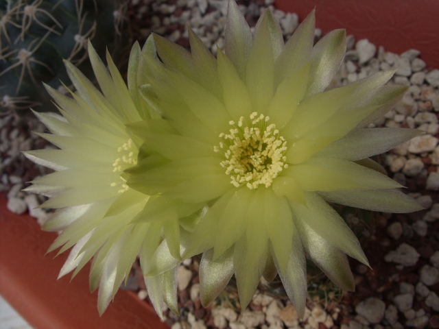 Gymnocalycium leeanum 