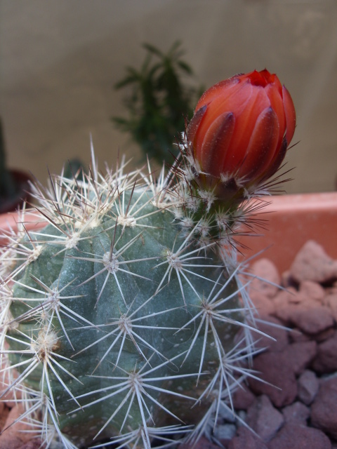 Echinocereus  coccineus 