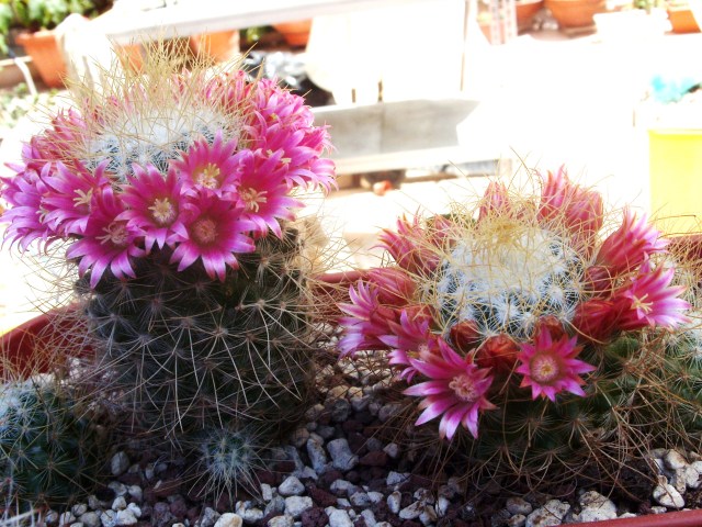 Mammillaria rekoi ssp. leptacantha 