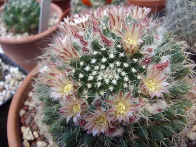 Mammillaria karwinskiana ssp. nejapensis 