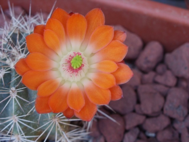 Echinocereus coccineus 