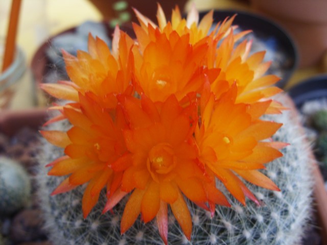 Parodia haselbergii 