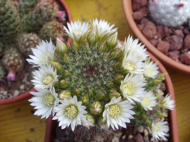 Mammillaria zeilmanniana cv. albiflora 