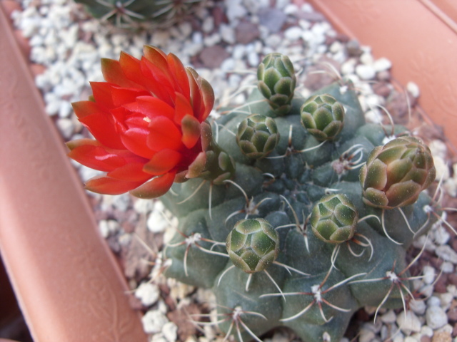 Gymnocalycium baldianum 