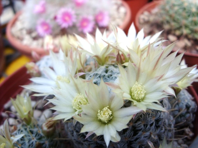 Mammillaria nana ssp. duwei 