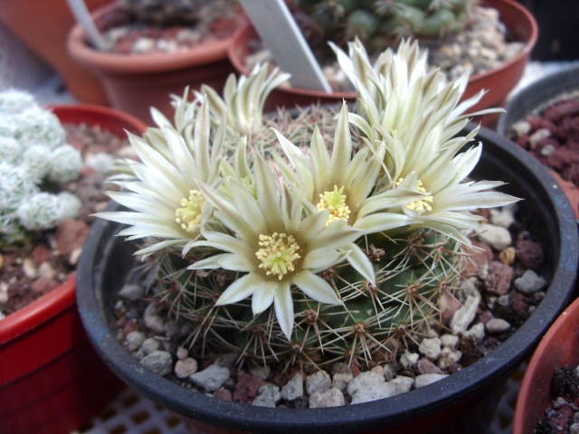 Mammillaria heyderi 