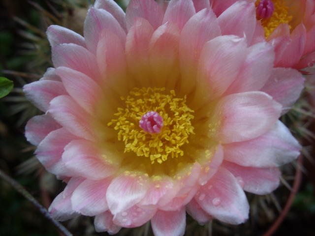 Parodia roseolutea 