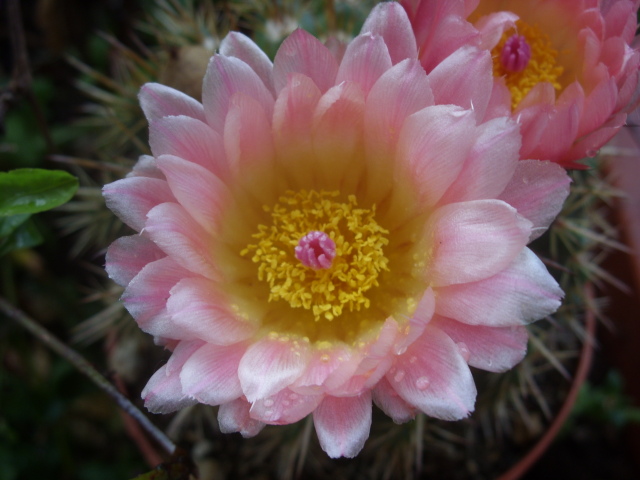 Parodia roseolutea 