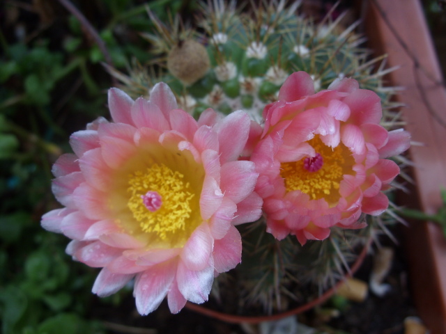 Parodia roseolutea 