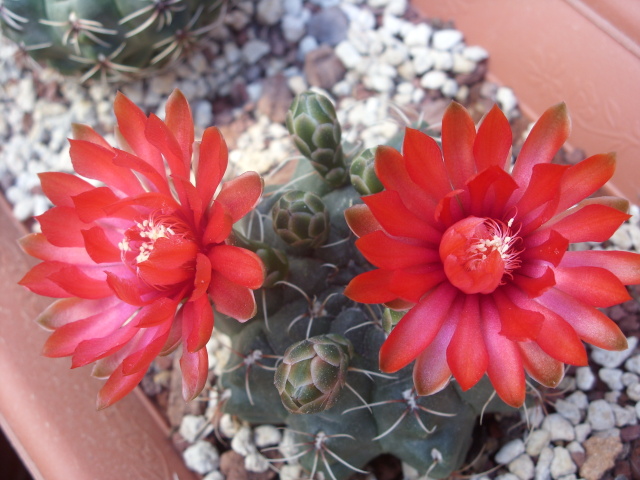 Gymnocalycium baldianum 