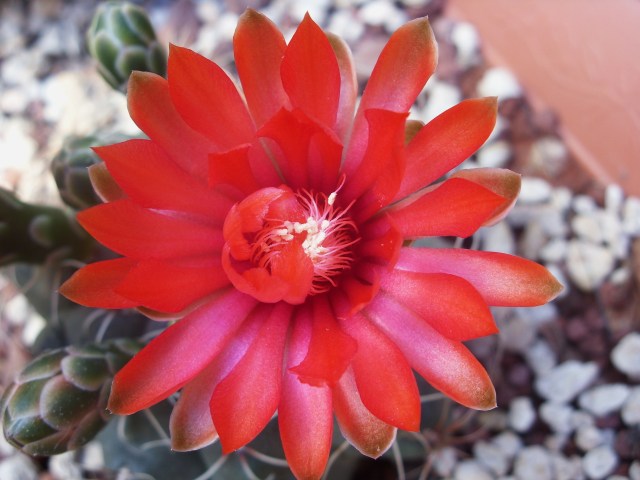 Gymnocalycium baldianum 