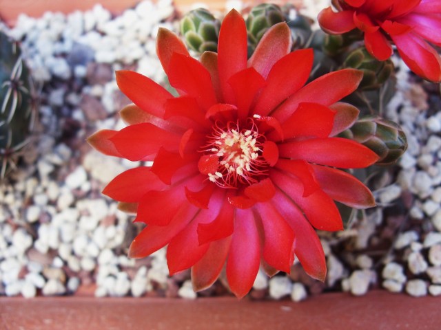 Gymnocalycium baldianum 