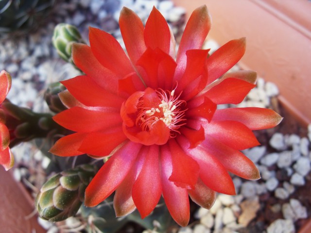 Gymnocalycium baldianum 