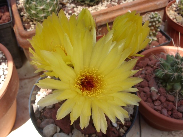 notocactus concinnus