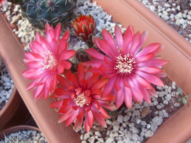 Gymnocalycium baldianum 