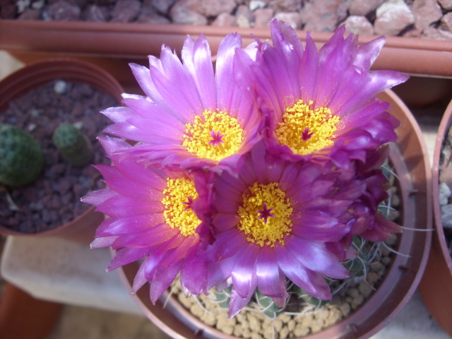 Notocactus uebelmannianus 