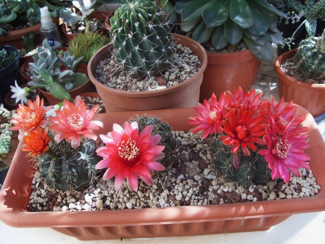 Gymnocalycium baldianum 