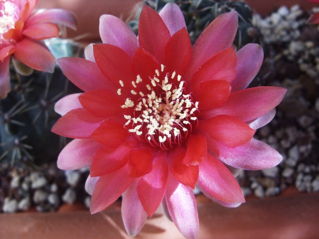 Gymnocalycium baldianum 