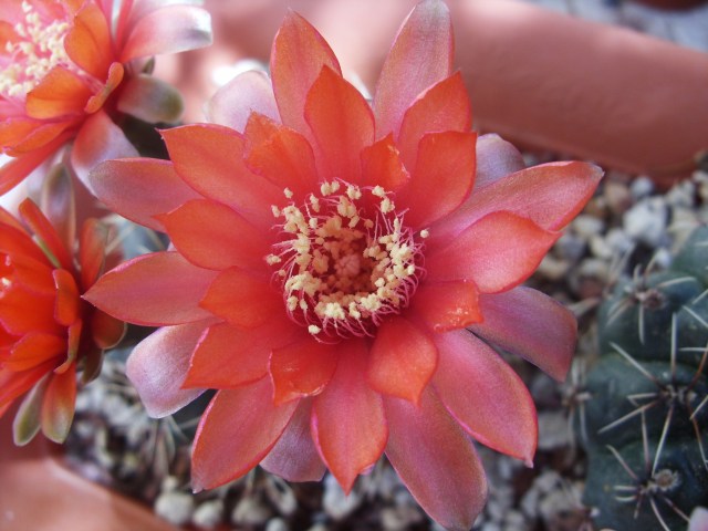 Gymnocalycium baldianum 