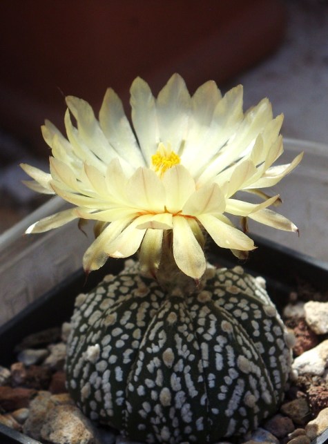 Astrophytum asterias cv. super kabuto 