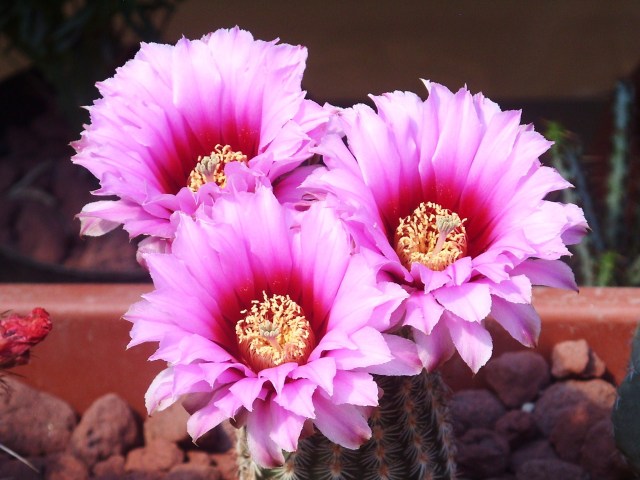 Echinocereus  reichenbachii ssp. fitchii 