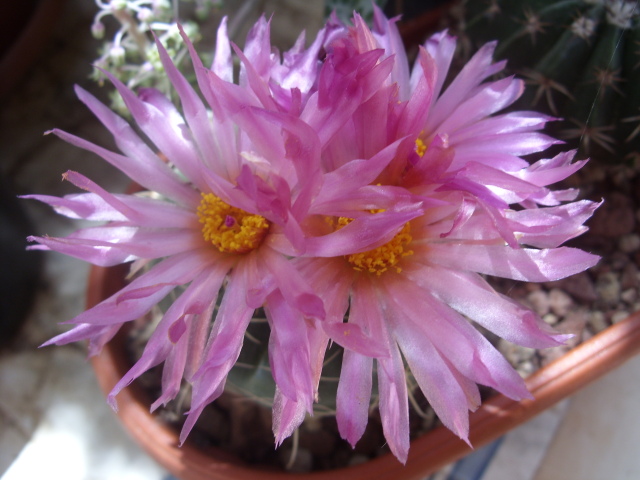 Notocactus uebelmannianus 