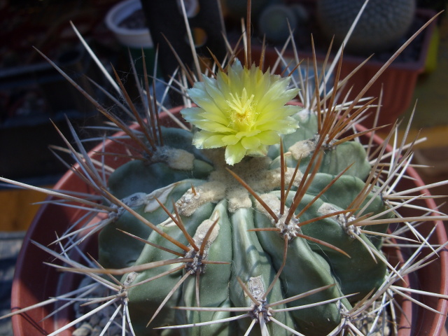Ferocactus echidne v. rafaelensis 