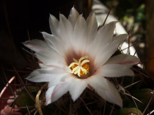 Thelocactus tulensis 