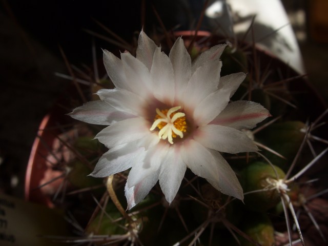 Thelocactus tulensis 