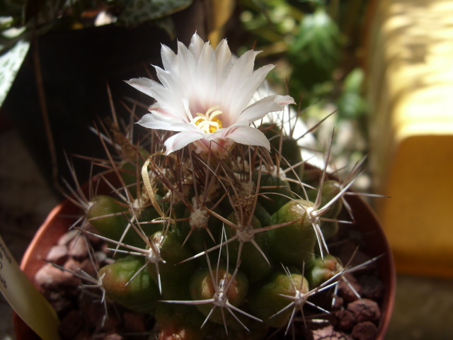 Thelocactus tulensis 