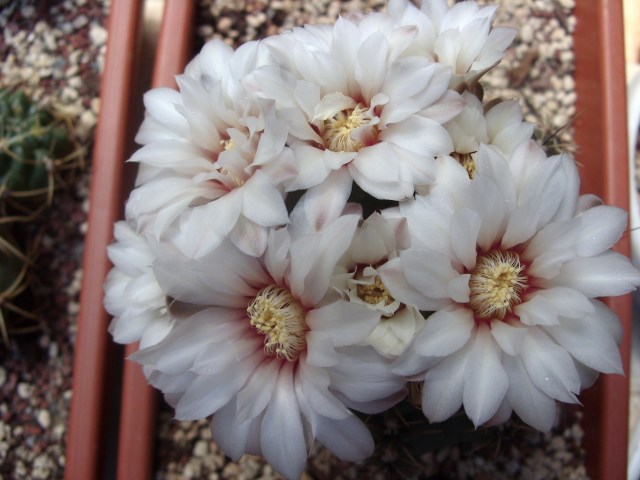 Gymnocalycium quehlianum 