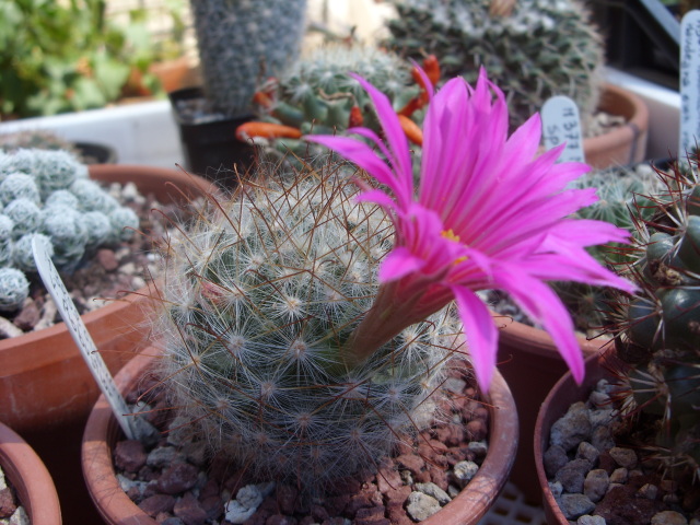 Mammillaria guelzowiana 