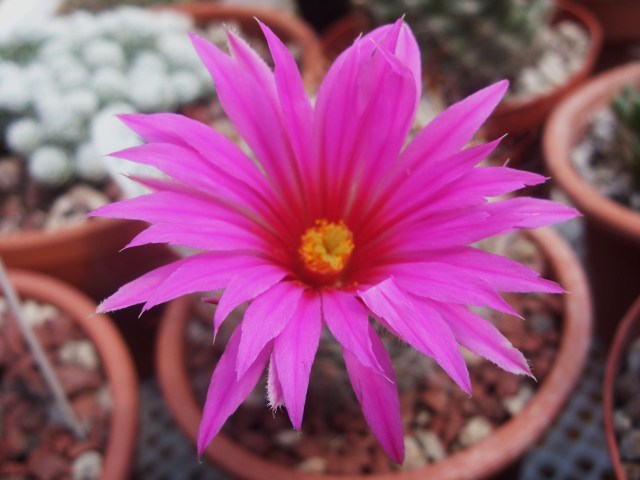 Mammillaria guelzowiana 