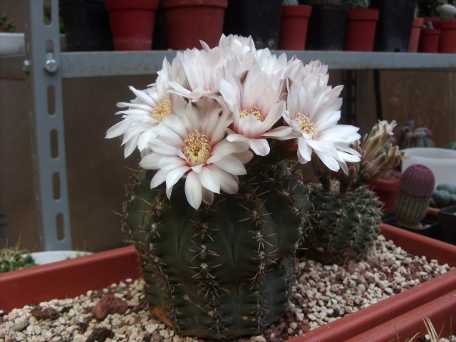 Gymnocalycium quehlianum 