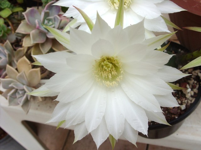 Echinopsis subdenudata 