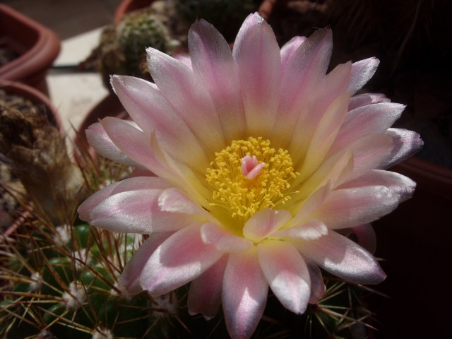 Parodia roseolutea 