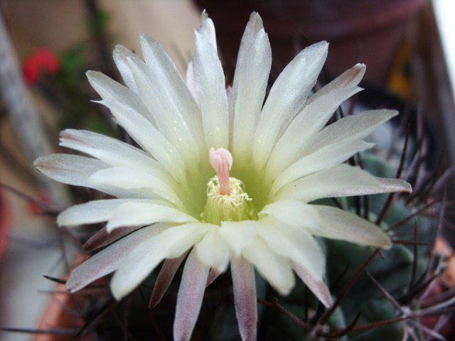 Neoporteria paucicostata 