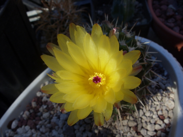 Notocactus submammulosus 