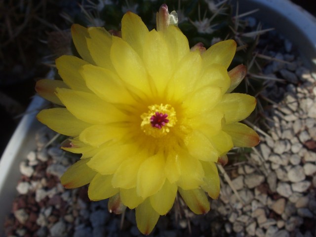 Notocactus submammulosus 