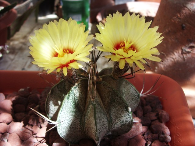 Astrophytum capricorne 