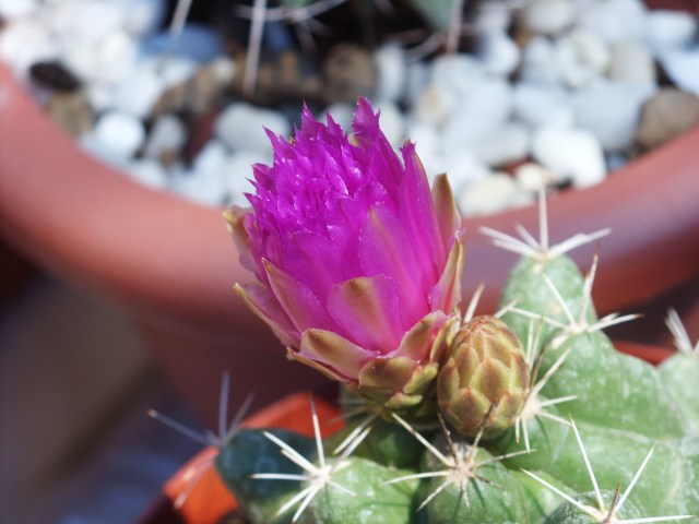 Thelocactus sanchez-mejoradae 