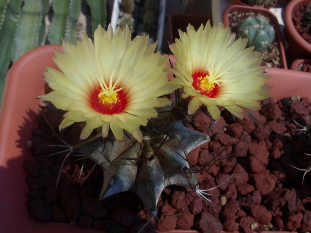 Astrophytum capricorne 