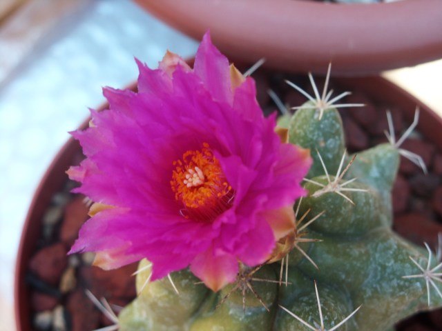 Thelocactus sanchez-mejoradae 