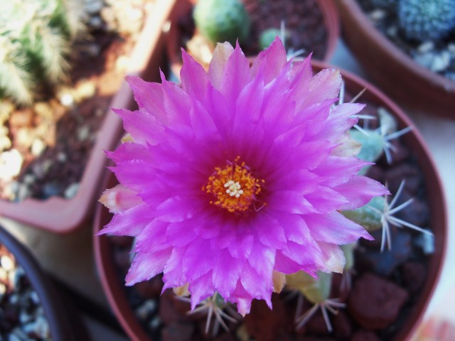 Thelocactus sanchez-mejoradae 