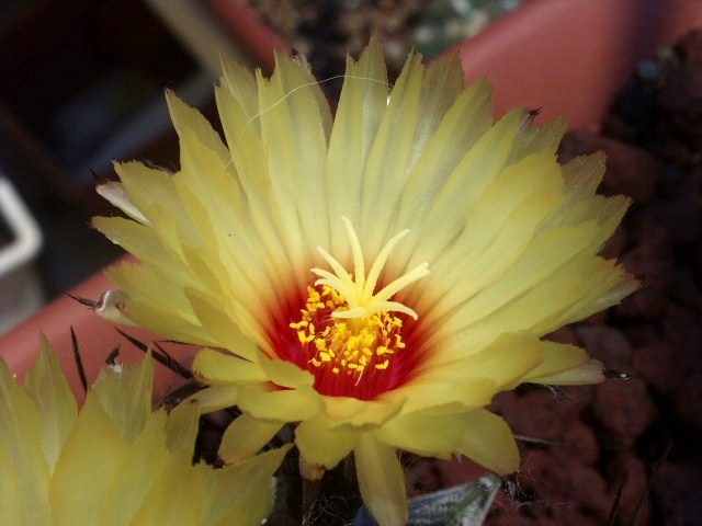 Astrophytum capricorne 