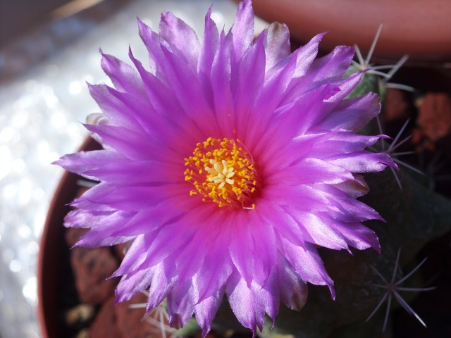 Thelocactus sanchez-mejoradae 