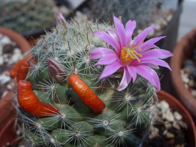 Mammillaria boolii 